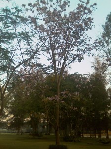 IMAG0030